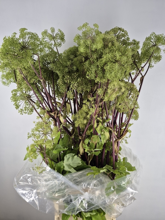 <h4>ANGELICA GIGAS</h4>