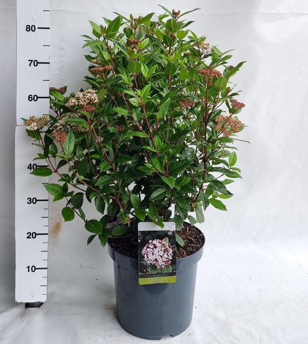 <h4>Viburnum tinus C10</h4>