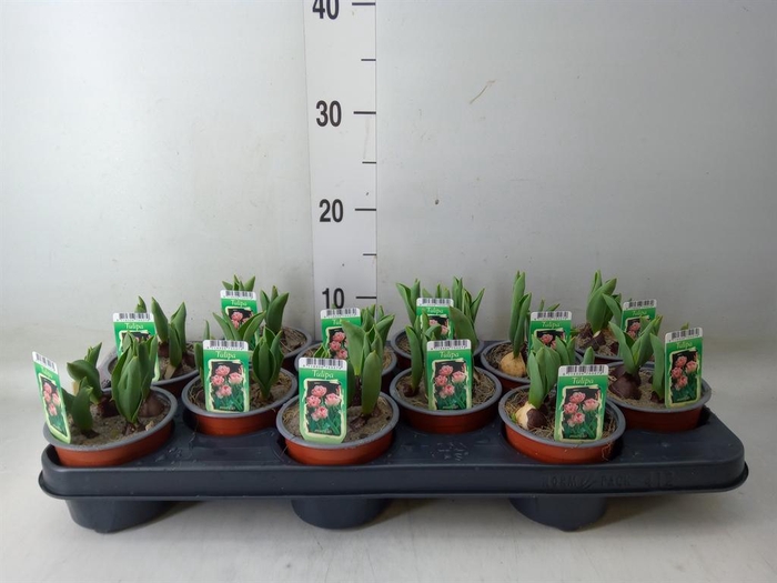 <h4>Tulipa DU ...</h4>