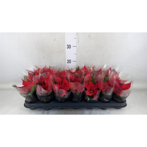 Euphorbia pulc. 'Red Joy'