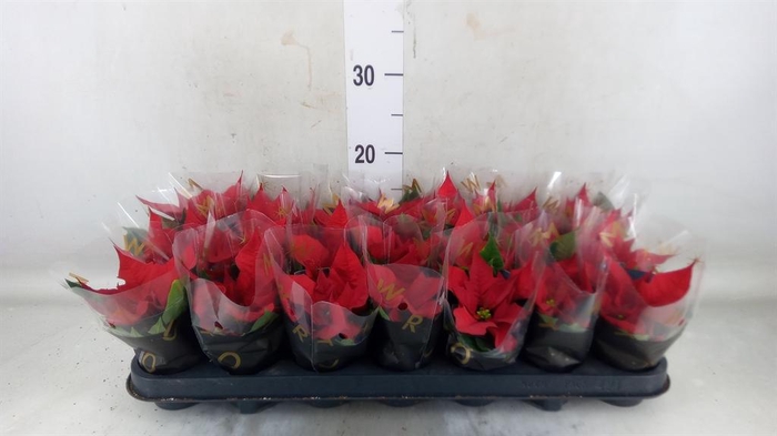 <h4>Euphorbia pulc. 'Red Joy'</h4>