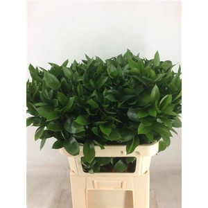 Ruscus Hypophyllum