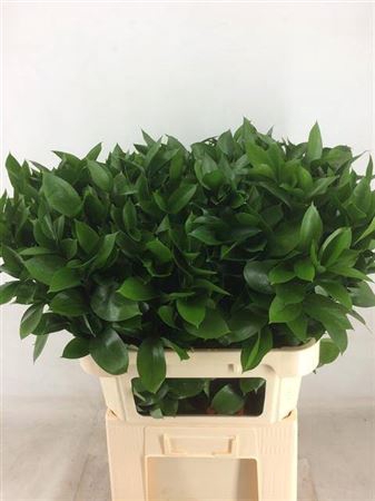 <h4>Ruscus Hypophyllum</h4>