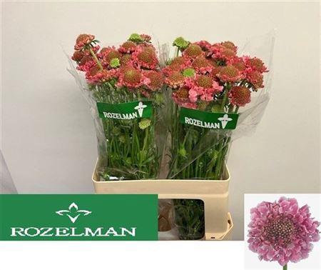 <h4>Scab At Candy Scoop</h4>