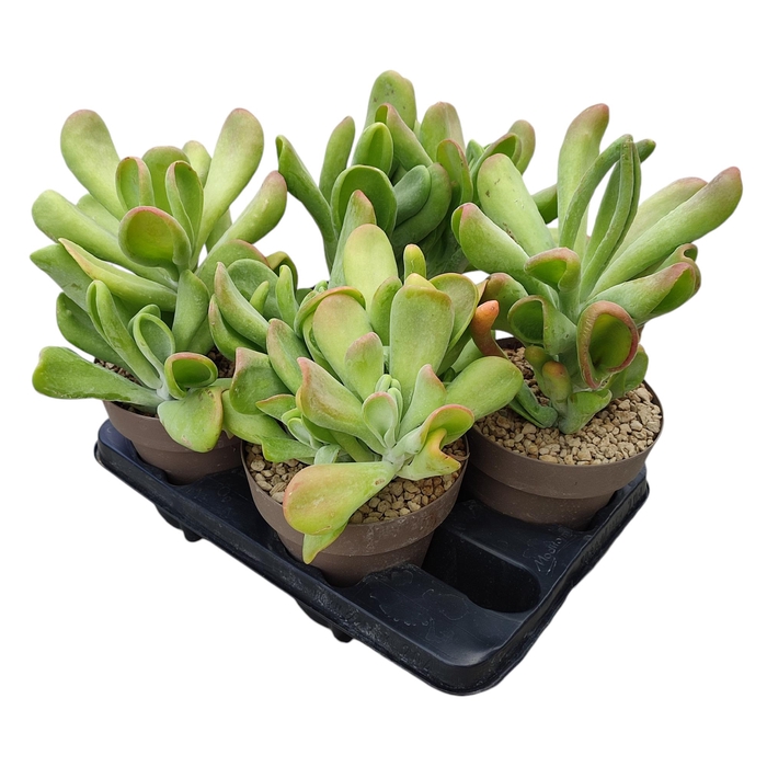 <h4>Kalanchoe Thyrsiflora Oricula</h4>