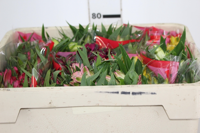<h4>ALSTROEMERIA VARIADO 080 CM</h4>