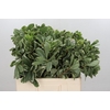 Pittosporum Ilan