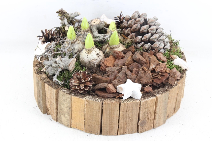 <h4>arr4 Hyacint MB - Latjes schaal XL</h4>