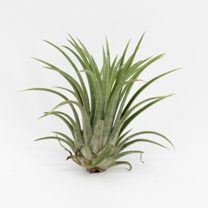 Tillandsia Ionantha Groen
