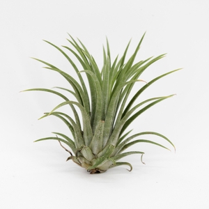 Tillandsia Ionantha Groen