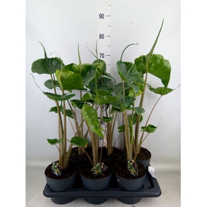 Alocasia macrorrhizos 'Stingray'