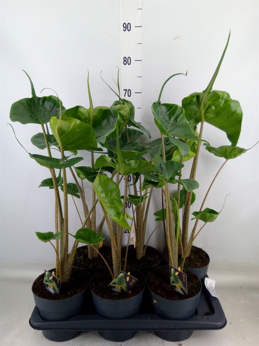 <h4>Alocasia macrorrhizos 'Stingray'</h4>