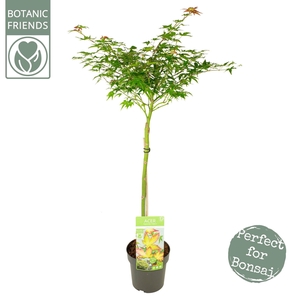 Acer palm. 'Little Princess'
