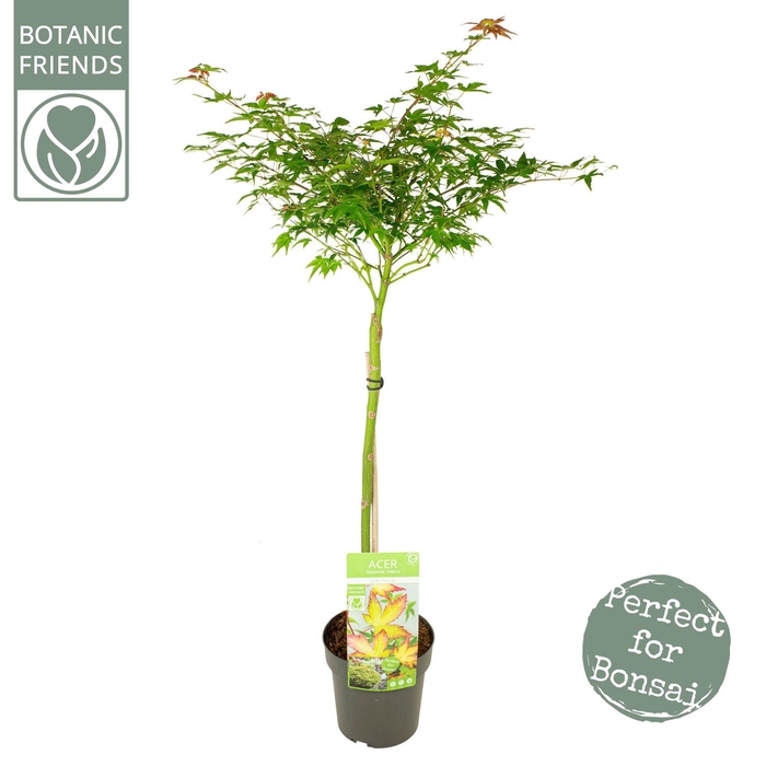<h4>Acer palm. 'Little Princess'</h4>