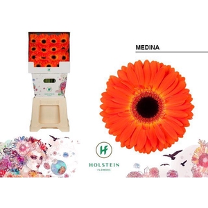 Gerbera Medina Diamond