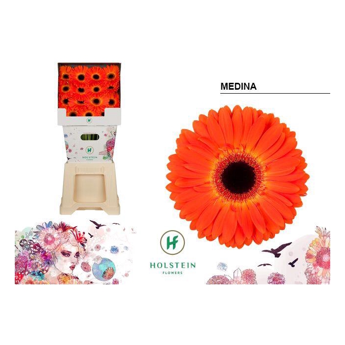 <h4>Ge Gr Medina</h4>