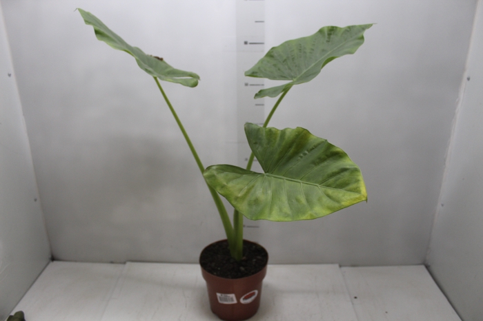 <h4>ALOCASIA MACRORRHIZOS P17</h4>