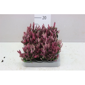 Calluna Mini Beauty Lady Trio Wildberry