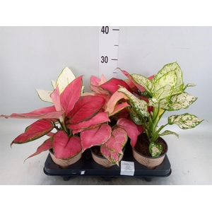 Aglaonema   ...mix