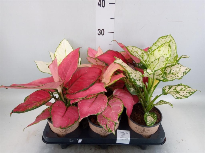 <h4>Aglaonema ...mix</h4>