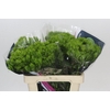 Dianthus Br Kiwi Mellow