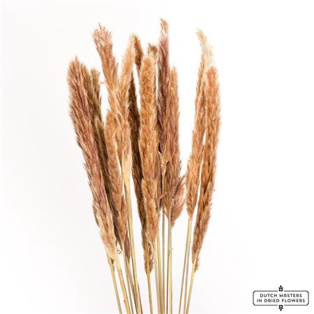 Dried Fluffy Pampas Natural Bunch