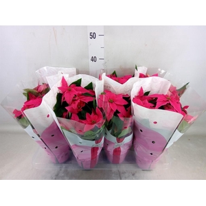 Euphorbia pulc. 'Princ Dark Pink'