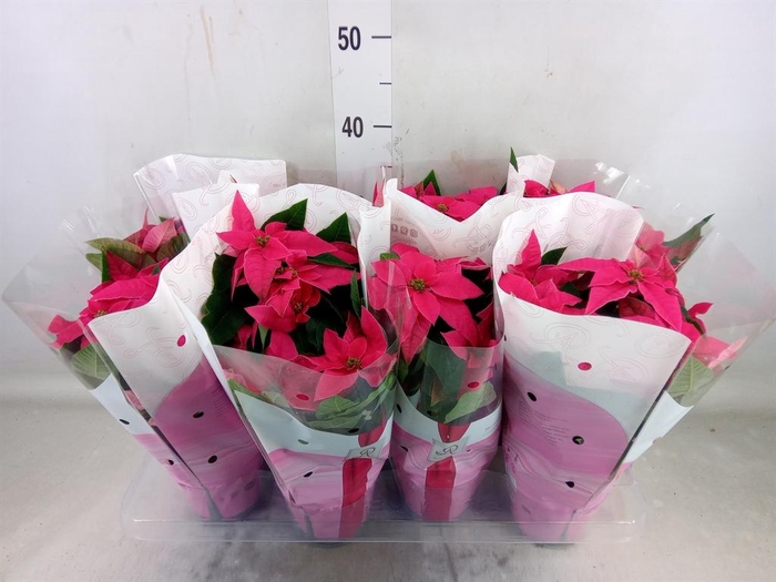 <h4>Euphorbia pulc. 'Princ Dark Pink'</h4>