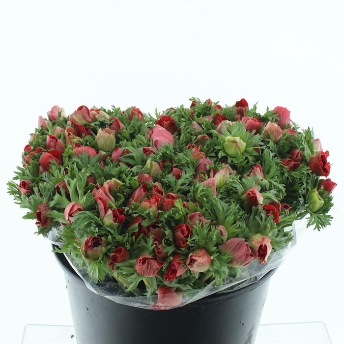 <h4>Anem Mistral Sr Red Extra</h4>