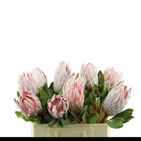 <h4>Protea Cynaroides</h4>