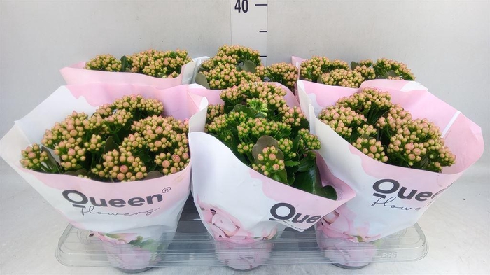 <h4>Kalanchoe  'MoreFlow Lillian'</h4>