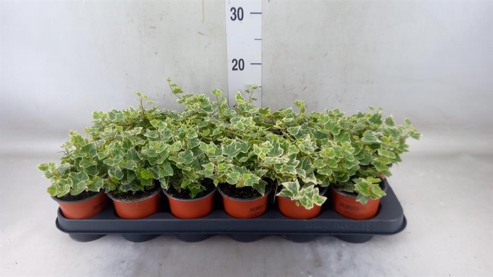 <h4>Hedera helix 'White Wonder'</h4>