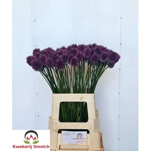 ALLIUM SPHAEROCEPHAL