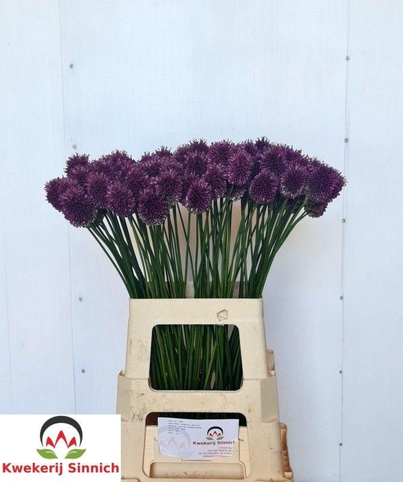 <h4>ALLIUM SPHAEROCEPHAL</h4>