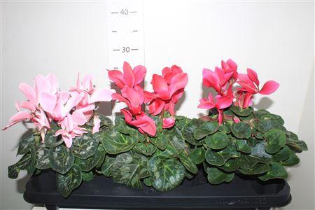 <h4>Cycl Gr Sup Mammoth</h4>