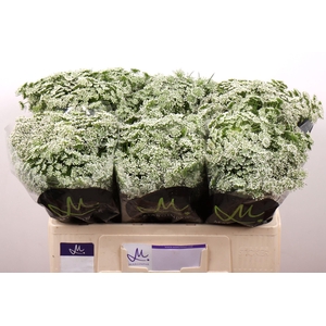 AMMI VISNAGA CASABLANCA