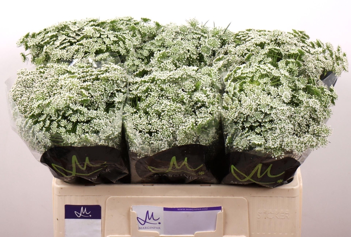 <h4>AMMI VISNAGA CASABLANCA</h4>