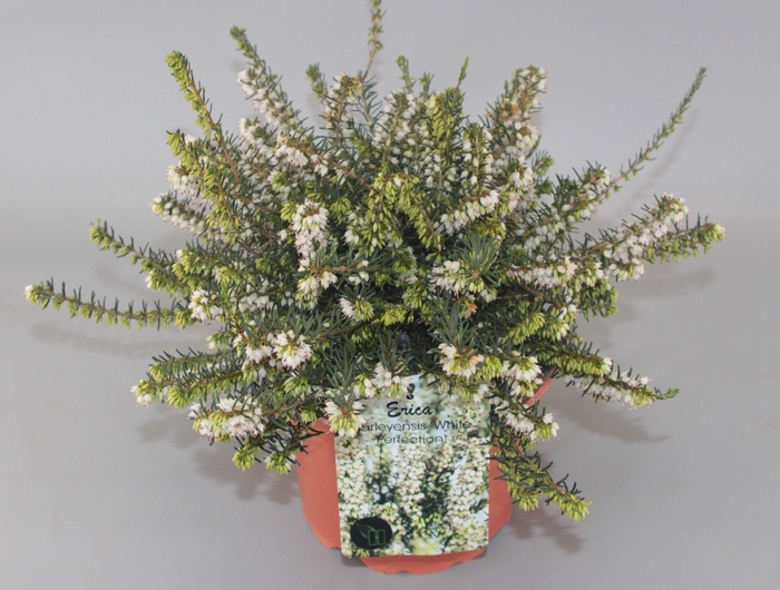 <h4>Erica Darleyensis 'White Perfection' C2</h4>