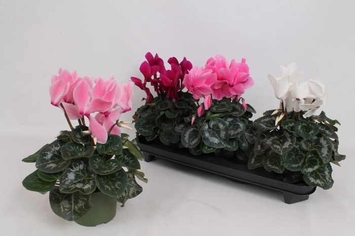 <h4>CYCL GR SUP MAMMOTH</h4>