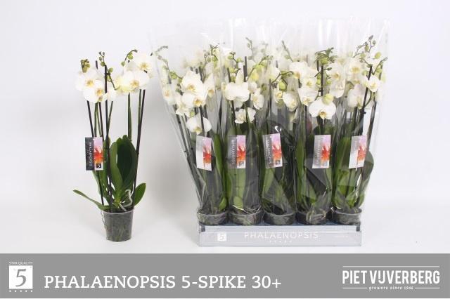 <h4>PHAL OV WIT</h4>