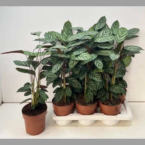 CTENANTHE COMPACTSTA