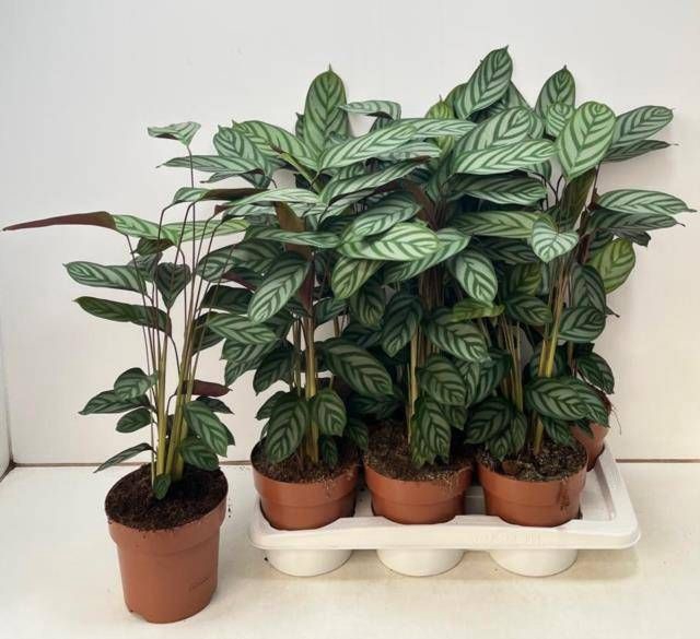 <h4>CTENANTHE COMPACTSTA</h4>