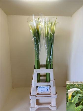 <h4>Zant Ae Innocence</h4>