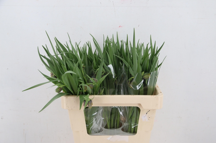 <h4>FRIT UVA-VULPIS 045CM</h4>