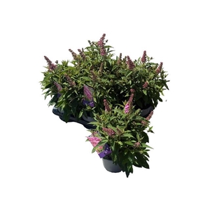 Budd Bfc Little Pink
