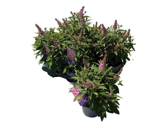 <h4>Budd Bfc Little Pink</h4>
