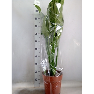 Alocasia cucullata