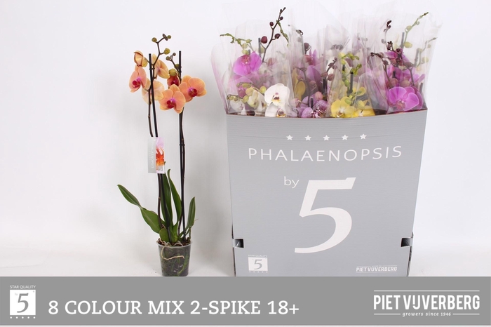 <h4>PHAL GEM 8 KL</h4>