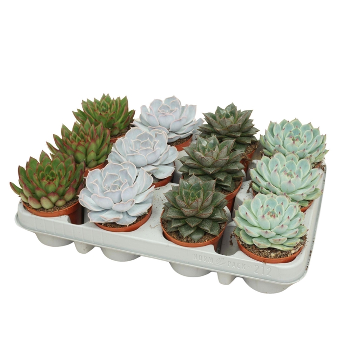 <h4>Echeveria gemengd</h4>