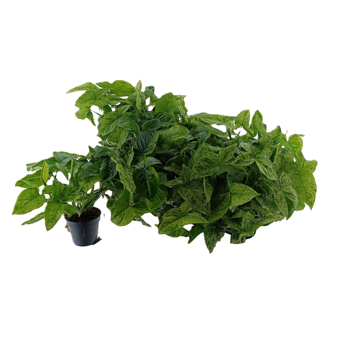 <h4>SYNG POD MOTTLED</h4>